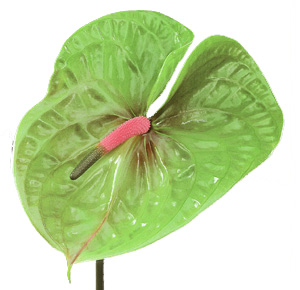 Anthurium Hol. Pistache 15  "CC10"