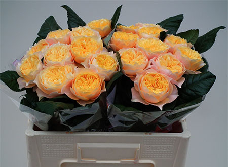 Rosa Hol. Golden Vuvuzela 50cm