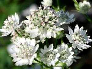 Astrantia Billion Star 40cm x10 Blanco