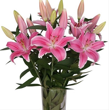 Oriental Hol. Rs. Marlon 85cm 3 flores