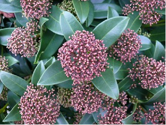 Skimmia Rubella 40cm