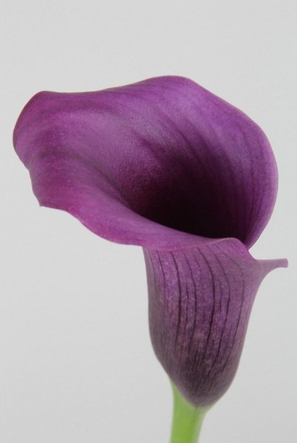 Calla Paco 55cm