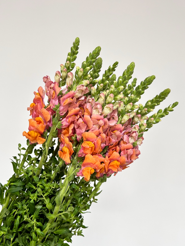 Antirrhinum Nac. Naranja 80cm