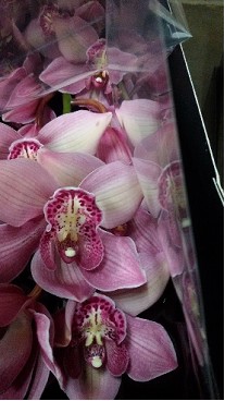 Cymbidium x6 Toledo 80cm Mord.