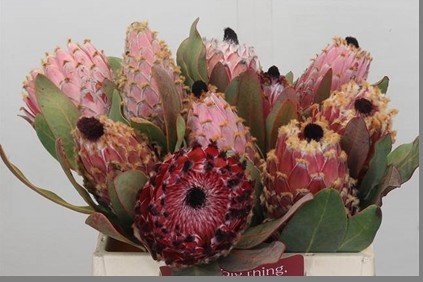 Protea Magnifica Rosa 35cm