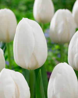 Tulipan Hol. White Prince Blanco 35cm