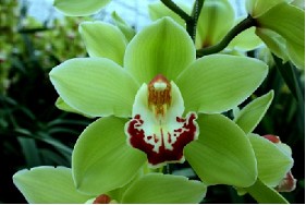 Cymbidium Machteld 80cm Vd.