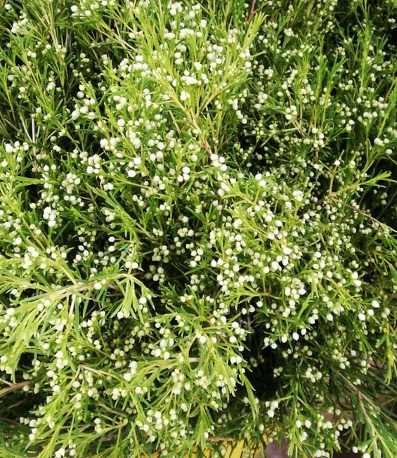 Flor Cera Nac. Blanca cerrada