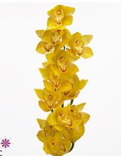 Cymbidium Golden Fleece 80cm Am.