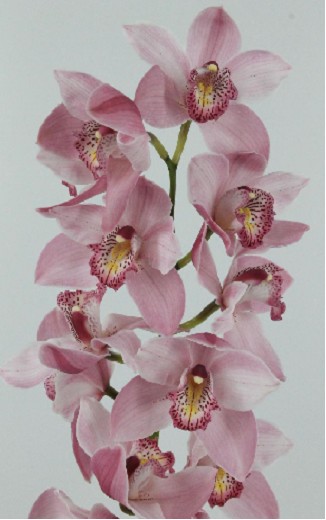 Cymbidium Cindy 80cm Rs