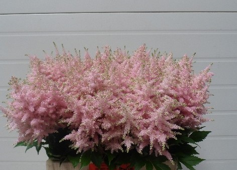 Astilbe Europa 55cm Rosa