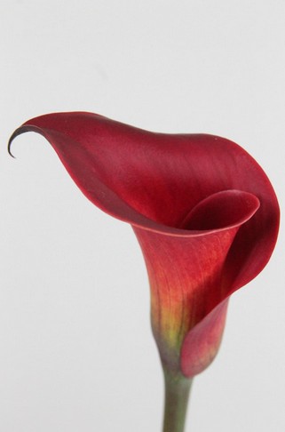 Calla Red Charm 45cm Roja