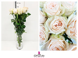 Rosa Hol. Wedding Rose 60cm x10