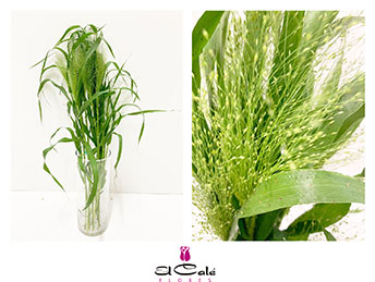 Panicum Fontain 70cm "T50"