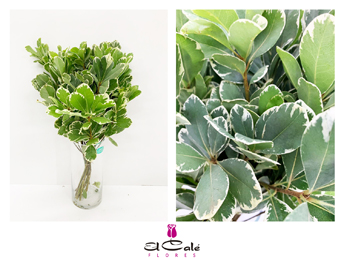 Pittosporum Illan x10 Bic 50cm