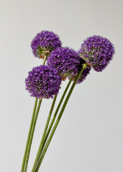 Allium Ambassador 90cm x5