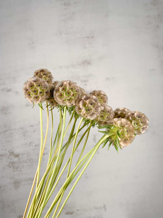 Scabiosa Stellata 70cm x20