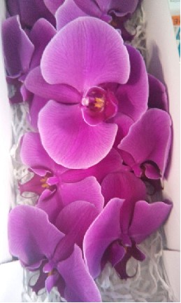 Phalaenopsis Beau Monde x25 Fx.