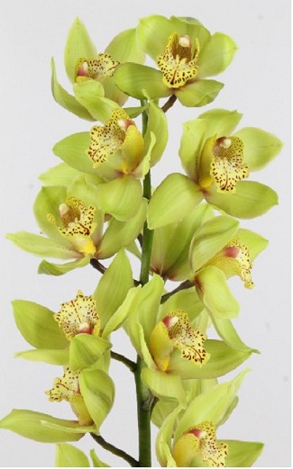 Cymbidium x6 Bonny 80cm Vd