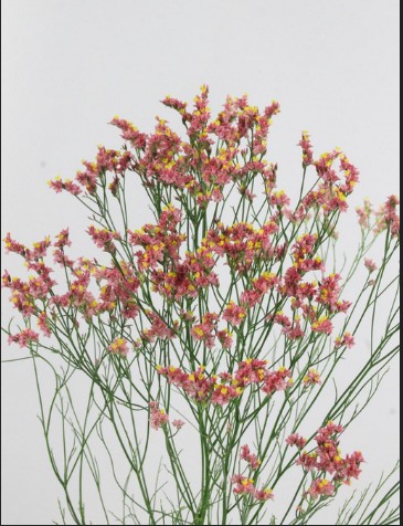 Limonium Hol. Max Diamon 60cm x25  Ocre