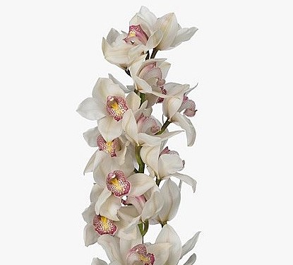 Cymbidium x6 Time Out Blanca