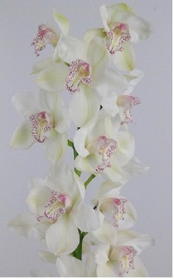 Cymbidium x6 Mrs Sugar Lee  80cm Blanca