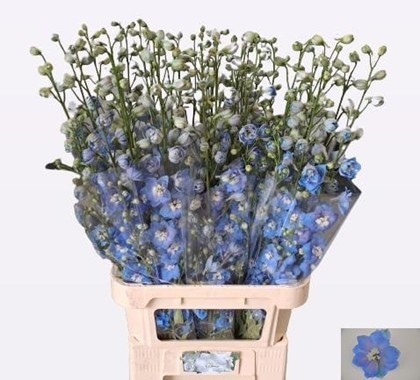 Delphinium Hol. Century Skyblue 90cm x10