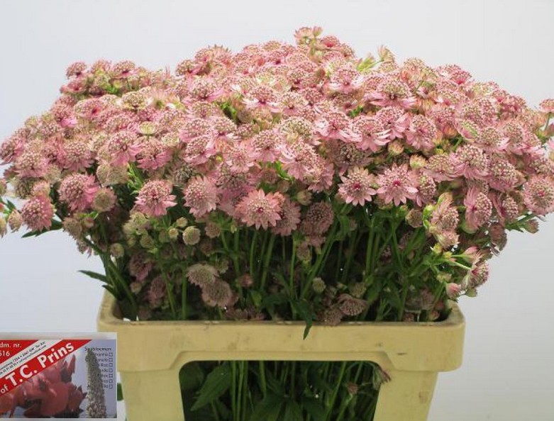 Astrantia Rosita 60cm x10 Rs