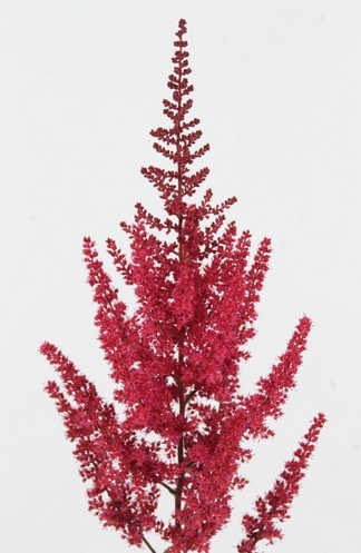 Astilbe Paul Gaarde 60cm Rj x10