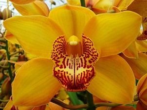 Cymbidium Esther 80cm Ama. Ocre