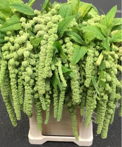 Amaranthus Hol. Cycloop 75cm x10 Vd.