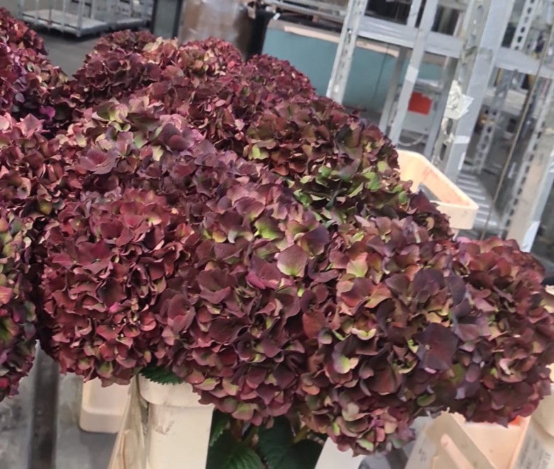 Hortensia Hol. Rubyred Classic 60cm 16/20