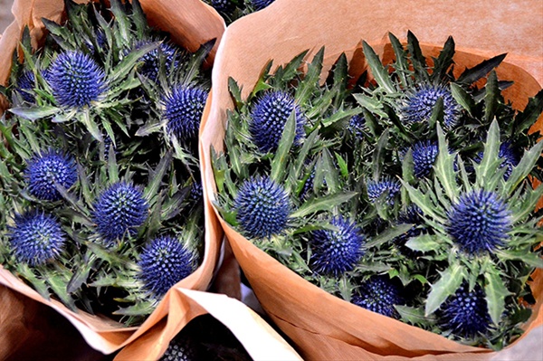 Eryngium Hol. Aquarius Qstar 40cm