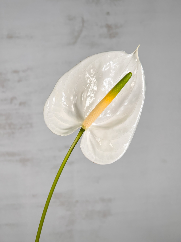 Anthurium Hol. Adina Blanca 15  "CC10"