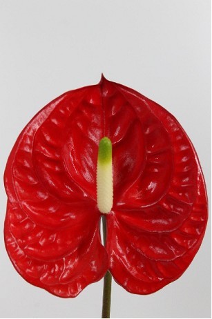 Anthurium Hol. Eterno Rj 9  "CC20"