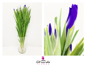 Iris Blue Magic 60cm 30gr