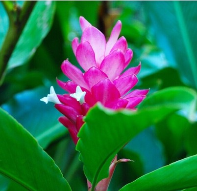 Heliconia Ginger Fucsia