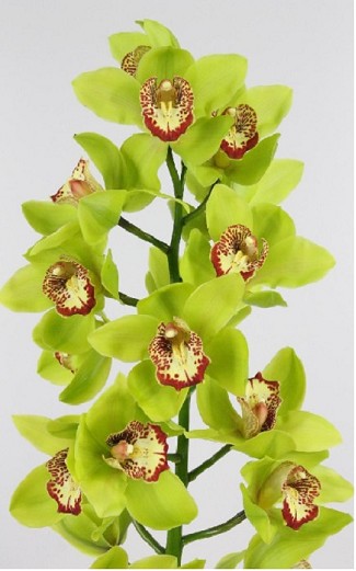 Cymbidium Dragonfly 80cm Vd