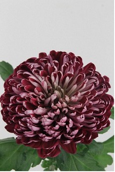 Uniflor Deco Hol. Sheer Purple 80cm 110gr Mo