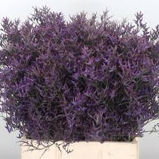 Limonium Hol. Safora Lilac 60cm 20gr "T25" Mor.