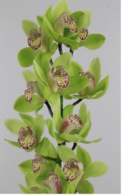 Cymbidium Hans 80cm Vd.