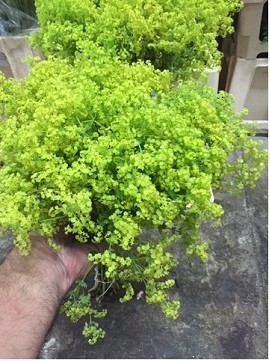 Alchemilla robustica 60cm x10