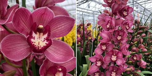 Cymbidium Red Dream 80cm Mo.