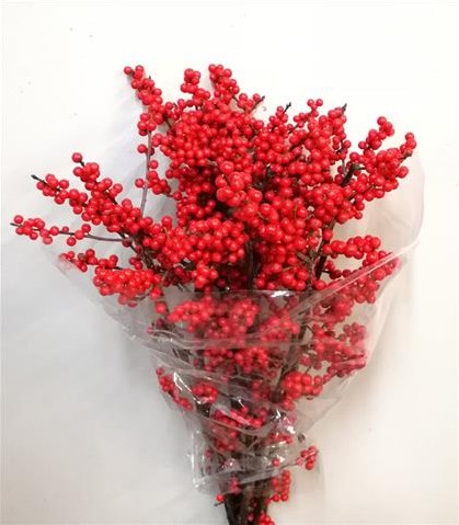 ILEX Verticillata 65cm