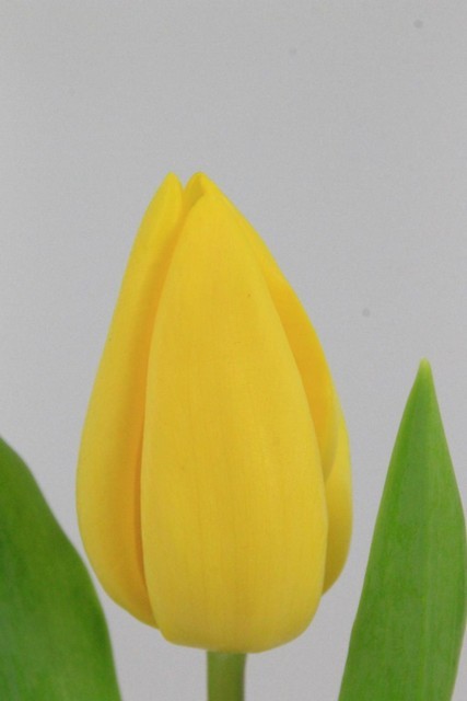 Tulipan Hol. Strong Gold 35cm "T10"