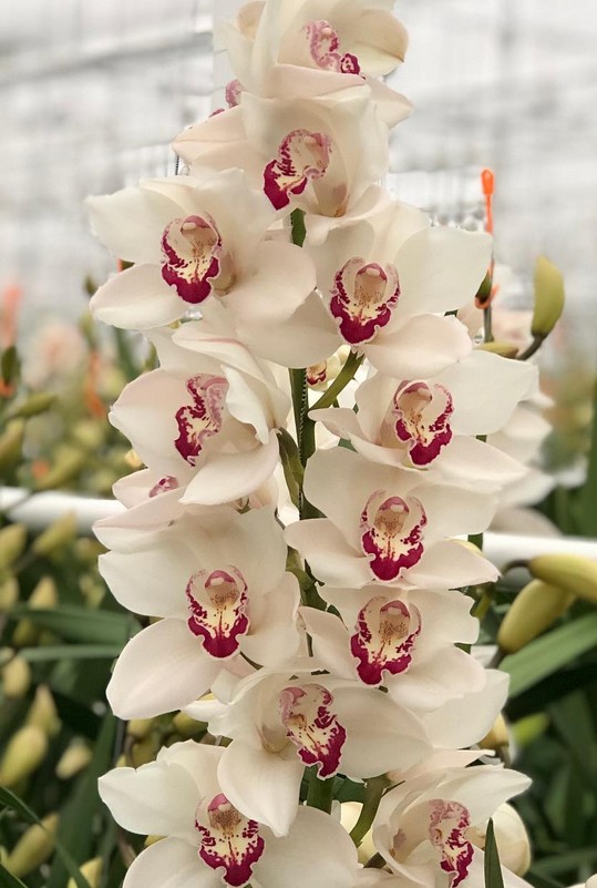 Cymbidium Mazurca 80cm Bl