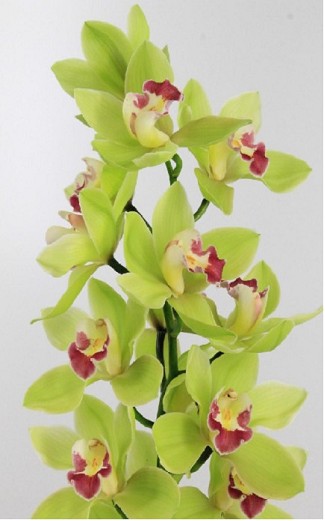 Cymbidium Bremo 80cm Vd