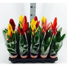 P. Guzmania Mixta Vries 6 Srt 12/40cm x10