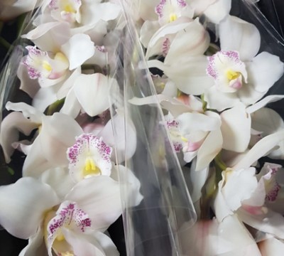 Cymbidium Steffi 80cm Bl