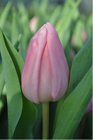 Tulipan Hol. Aafke Rosa 40cm Rs.